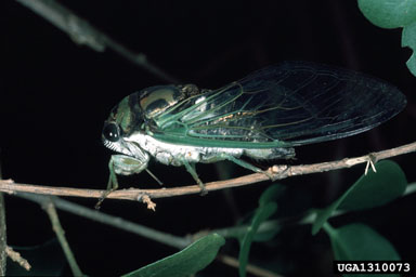 A dog-day cicada resting on a leaf.